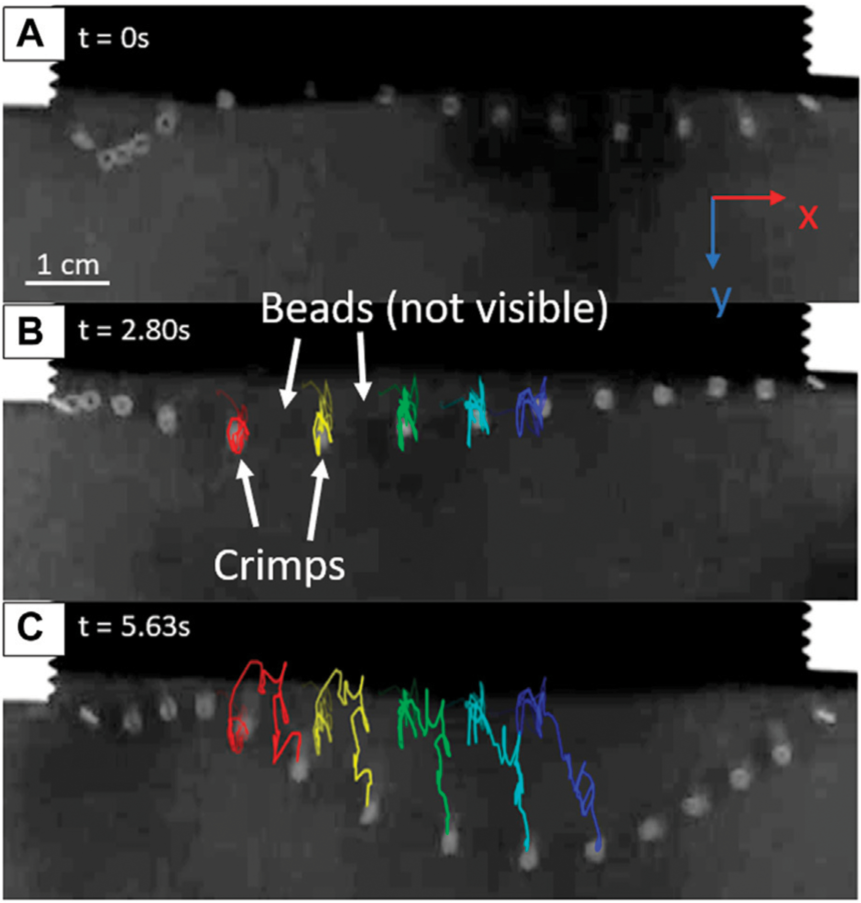 Toward a 3D physical model of diffusive polymer chains.