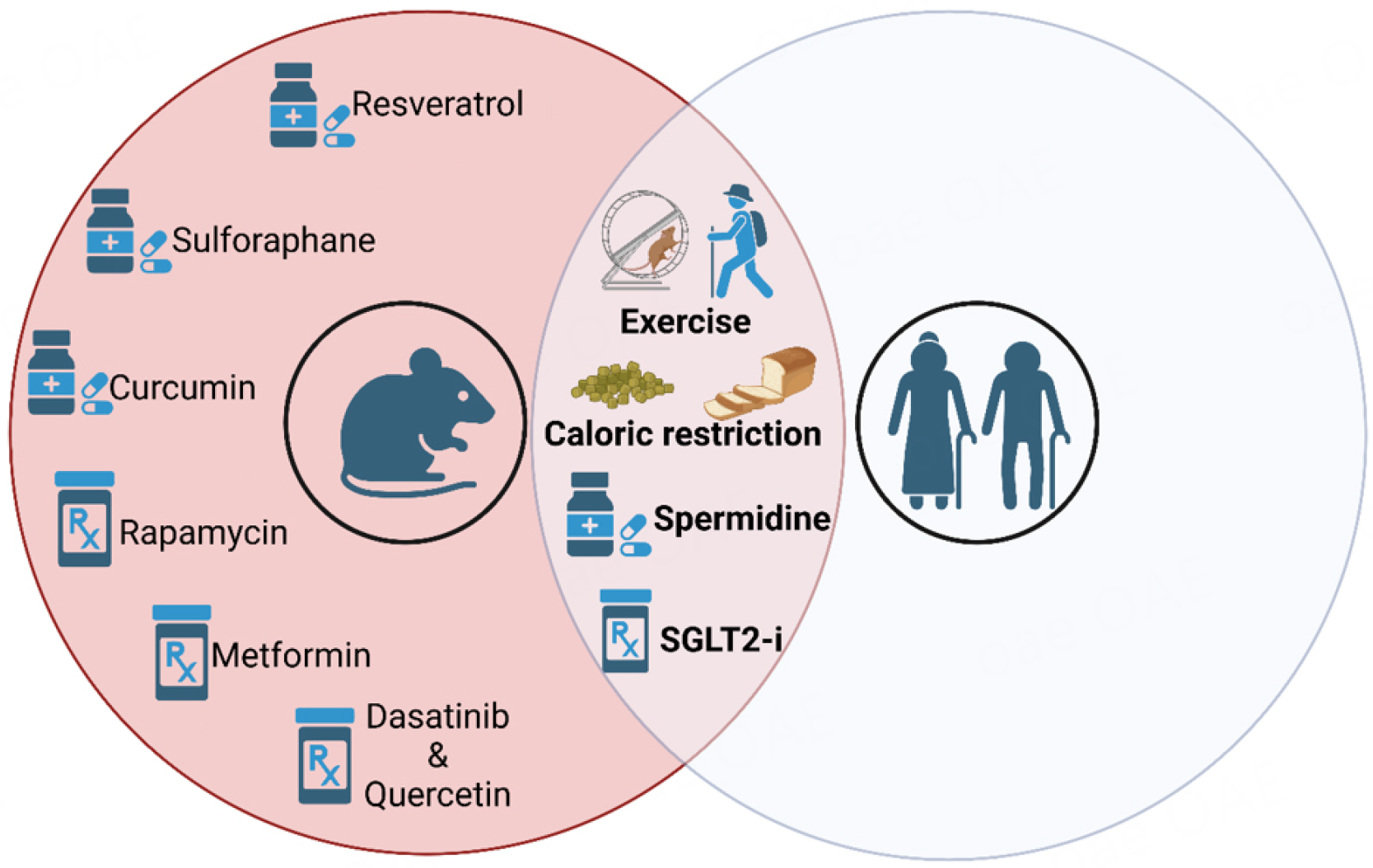 Cardiovascular aging: from cellular and molecular changes to therapeutic interventions.