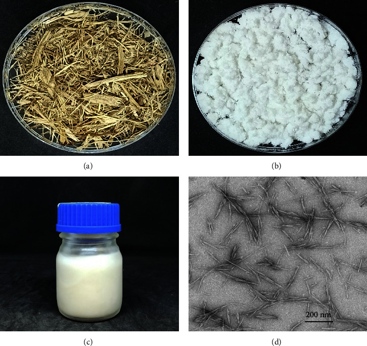 Sugarcane Bagasse-Derived Cellulose Nanocrystal/Polyvinyl Alcohol/Gum Tragacanth Composite Film Incorporated with Betel Leaf Extract as a Versatile Biomaterial for Wound Dressing.