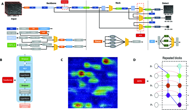 TrichomeYOLO: A Neural Network for Automatic Maize Trichome Counting.