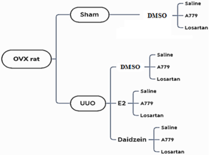 The effect of daidzein on renal injury in ovariectomized rats: interaction of angiotensin receptors and long non-coding RNAs H19, GAS5, MIAT, and Rian.