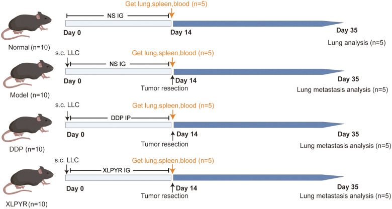 Xiaoliu Pingyi Pecipe Inhibits Lung Pre-Metastatic Niche Formation and Prevents Myeloid-Derived Suppressor Cells Recruitment.