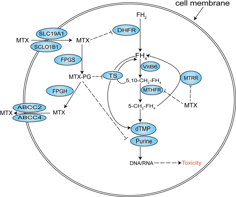 Effects of genetic polymorphisms on methotrexate levels and toxicity in Chinese patients with acute lymphoblastic leukemia.