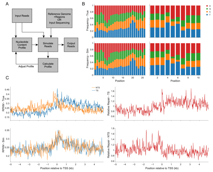 Boquila: NGS read simulator to eliminate read nucleotide bias in sequence analysis.