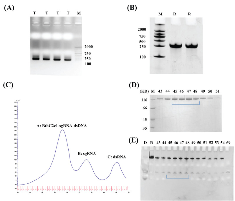 Temperature-Dependent Affinity Changes in Substrate Binding Affect the Cleavage Activity of BthC2c1.