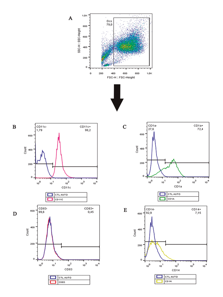 Propolis anti-inflammatory effects on MAGE-1 and retinoic acid-treated dendritic cells and on Th1 and T regulatory cells.