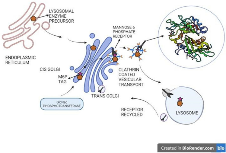 Back2Basics: animal lectins: an insight into a highly versatile recognition protein.