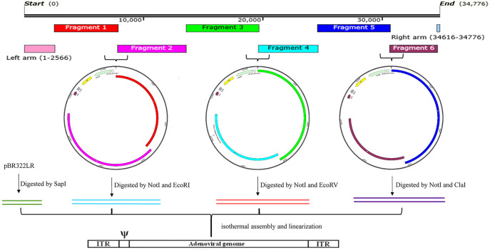 Novel and efficient method for the reconstruction of adenoviruses through isothermal assembly and its potential applications.