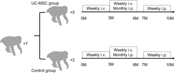 Impact of administering umbilical cord-derived mesenchymal stem cells to cynomolgus monkeys with endometriosis.