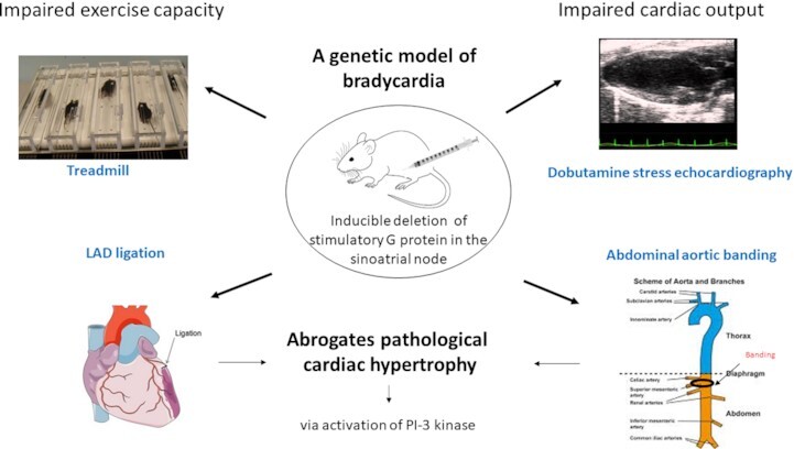 Slowing Heart Rate Protects Against Pathological Cardiac Hypertrophy.