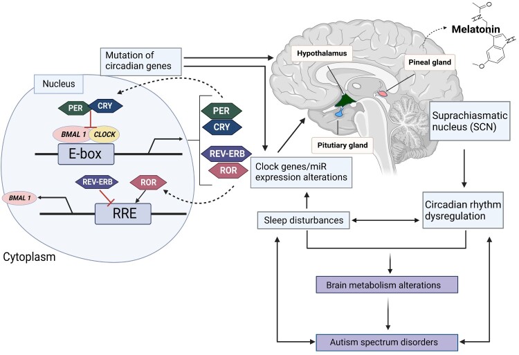 The role of microRNAs in the molecular link between circadian rhythm and autism spectrum disorder.