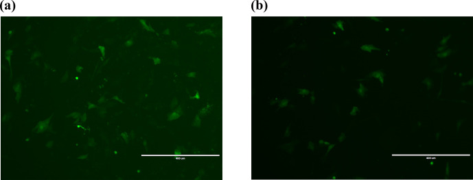 <i>Lin28B</i> overexpression decreases <i>let-7b</i> and <i>let-7g</i> levels and increases proliferation and estrogen secretion in Dolang sheep ovarian granulosa cells.