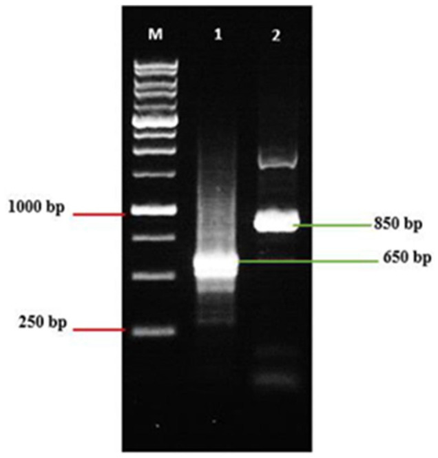 Plastid DNA Barcoding and <i>RtActin</i> cDNA Fragment Isolation of <i>Reutealis Trisperma</i>: A Promising Bioresource for Biodiesel Production.