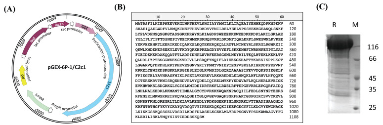 Temperature-Dependent Affinity Changes in Substrate Binding Affect the Cleavage Activity of BthC2c1.