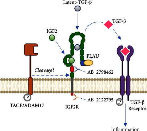 DHA Supplementation during Pregnancy in Women with Obesity Normalizes IGF2R Levels in the Placenta of Male Newborns.