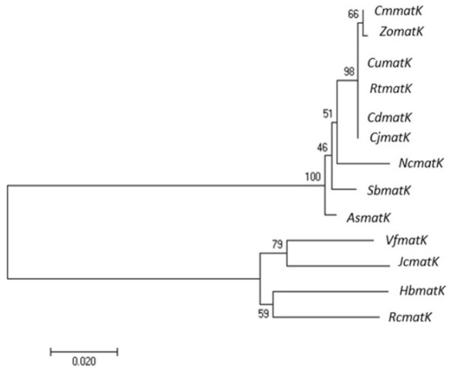 Plastid DNA Barcoding and <i>RtActin</i> cDNA Fragment Isolation of <i>Reutealis Trisperma</i>: A Promising Bioresource for Biodiesel Production.