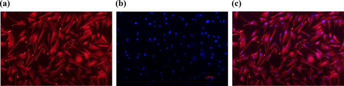 <i>Lin28B</i> overexpression decreases <i>let-7b</i> and <i>let-7g</i> levels and increases proliferation and estrogen secretion in Dolang sheep ovarian granulosa cells.