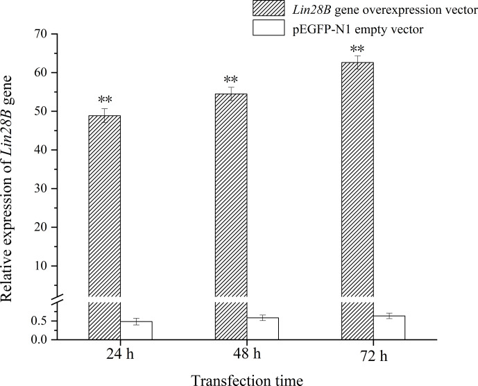 <i>Lin28B</i> overexpression decreases <i>let-7b</i> and <i>let-7g</i> levels and increases proliferation and estrogen secretion in Dolang sheep ovarian granulosa cells.