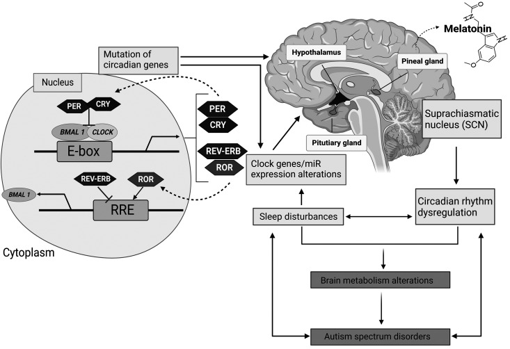 The role of microRNAs in the molecular link between circadian rhythm and autism spectrum disorder.