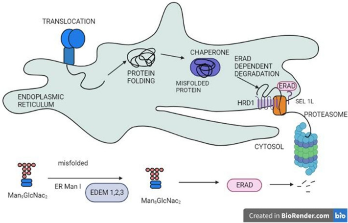 Back2Basics: animal lectins: an insight into a highly versatile recognition protein.