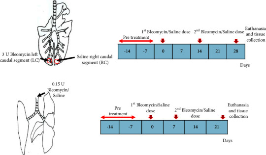 Comparative Study of Ectopic Lymphoid Aggregates in Sheep and Murine Models of Bleomycin-Induced Pulmonary Fibrosis.