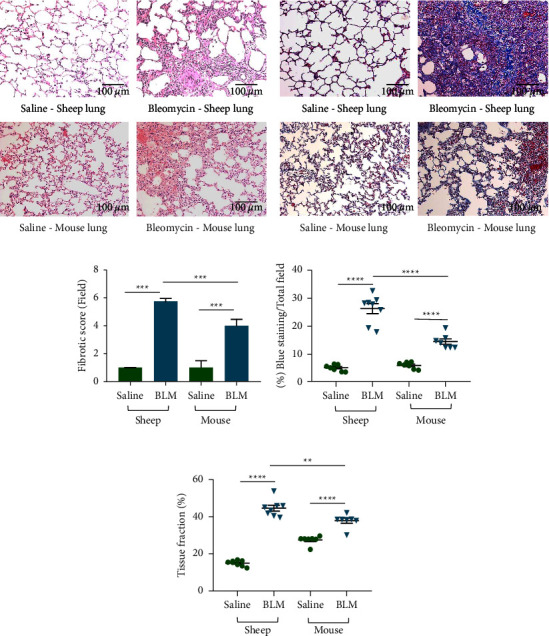 Comparative Study of Ectopic Lymphoid Aggregates in Sheep and Murine Models of Bleomycin-Induced Pulmonary Fibrosis.