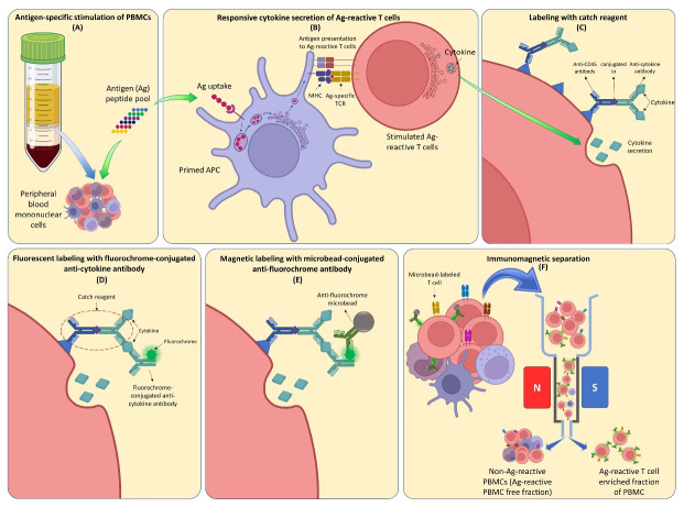 Cytotoxicity of WT1-reactive T cells against Wilms tumor: An implication for antigen-specific adoptive immunotherapy.