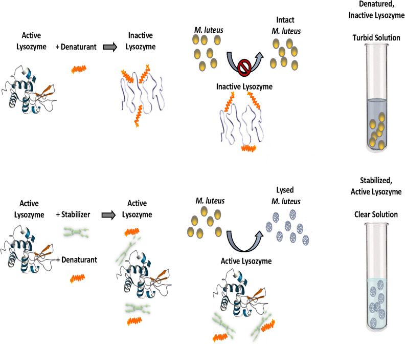 Effect of Contact Lens Solutions in Stabilizing the Activity of Tear Lysozyme.