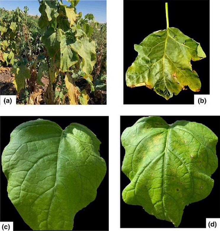 Draft genome sequences of 11 <i>Xanthomonas</i> strains associated with bacterial spot disease in Turkey.