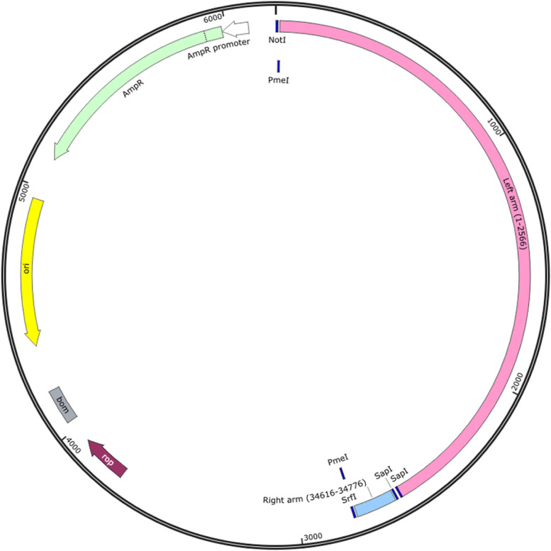 Novel and efficient method for the reconstruction of adenoviruses through isothermal assembly and its potential applications.