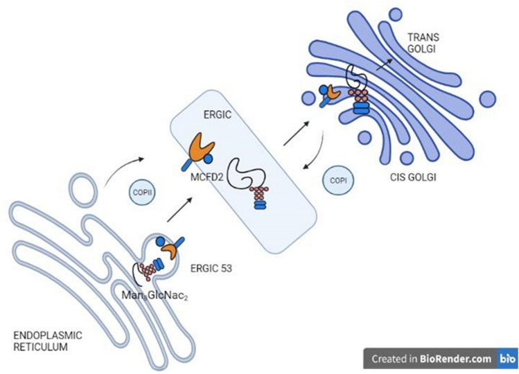 Back2Basics: animal lectins: an insight into a highly versatile recognition protein.