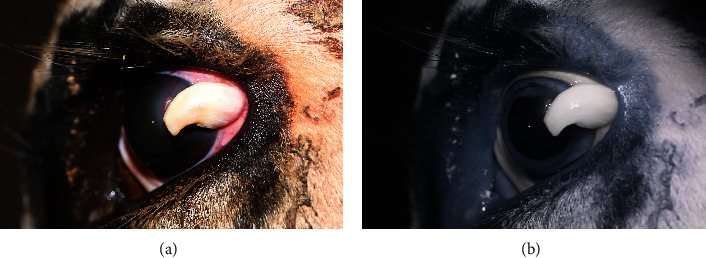 Limbal Squamous Cell Carcinoma in a Black Baldy Cow: Case Report and Surgical Treatment.