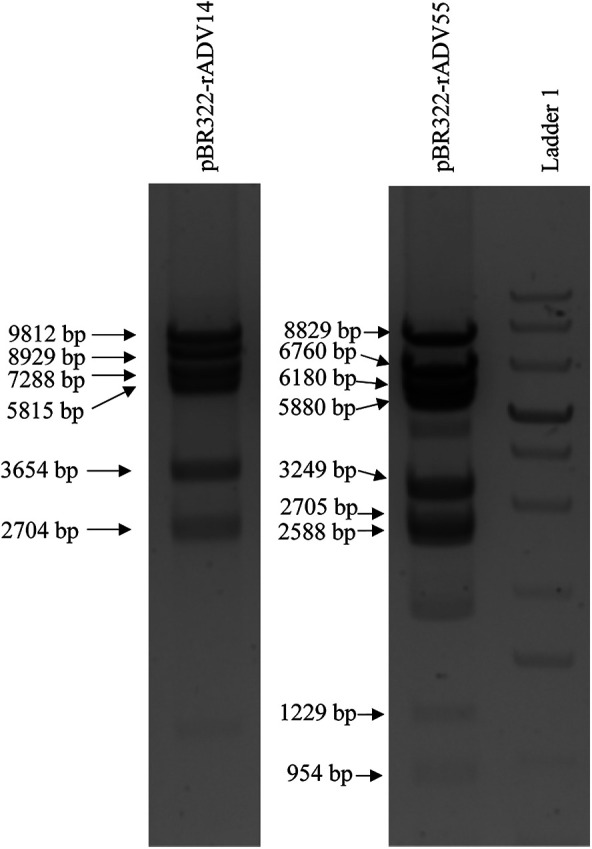 Novel and efficient method for the reconstruction of adenoviruses through isothermal assembly and its potential applications.