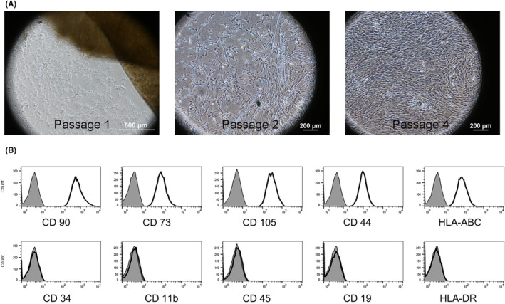 Impact of administering umbilical cord-derived mesenchymal stem cells to cynomolgus monkeys with endometriosis.