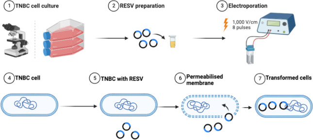 Enhancement of reactive oxygen species production in triple negative breast cancer cells treated with electric pulses and resveratrol.