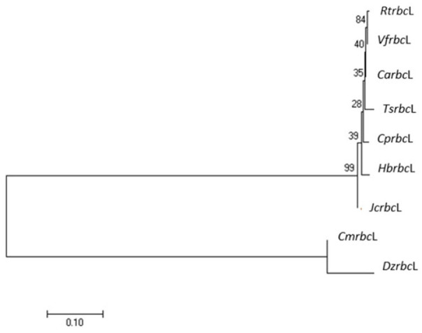 Plastid DNA Barcoding and <i>RtActin</i> cDNA Fragment Isolation of <i>Reutealis Trisperma</i>: A Promising Bioresource for Biodiesel Production.