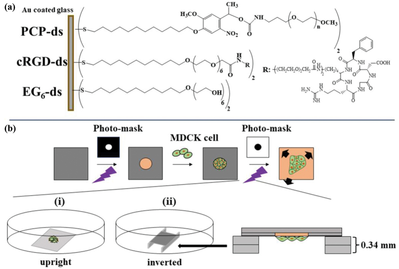 Photoactivatable surfaces resolve the impact of gravity vector on collective cell migratory characteristics.