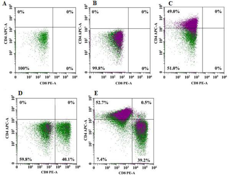 Сytotoxic effect of CAR-T cells against modified MCF-7 breast cancer cell line.