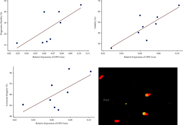 Correlation between Post-Thaw Spermatozoa Quality of the Endangered Javan Banteng with OPN Gene Expression.