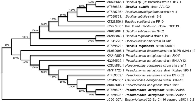 Kerosene Biodegradation by Highly Efficient Indigenous Bacteria Isolated From Hydrocarbon-Contaminated Sites.