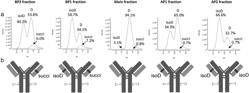 Restoring the biological activity of crizanlizumab at physiological conditions through a pH-dependent aspartic acid isomerization reaction.