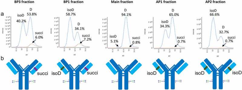 Restoring the biological activity of crizanlizumab at physiological conditions through a pH-dependent aspartic acid isomerization reaction.