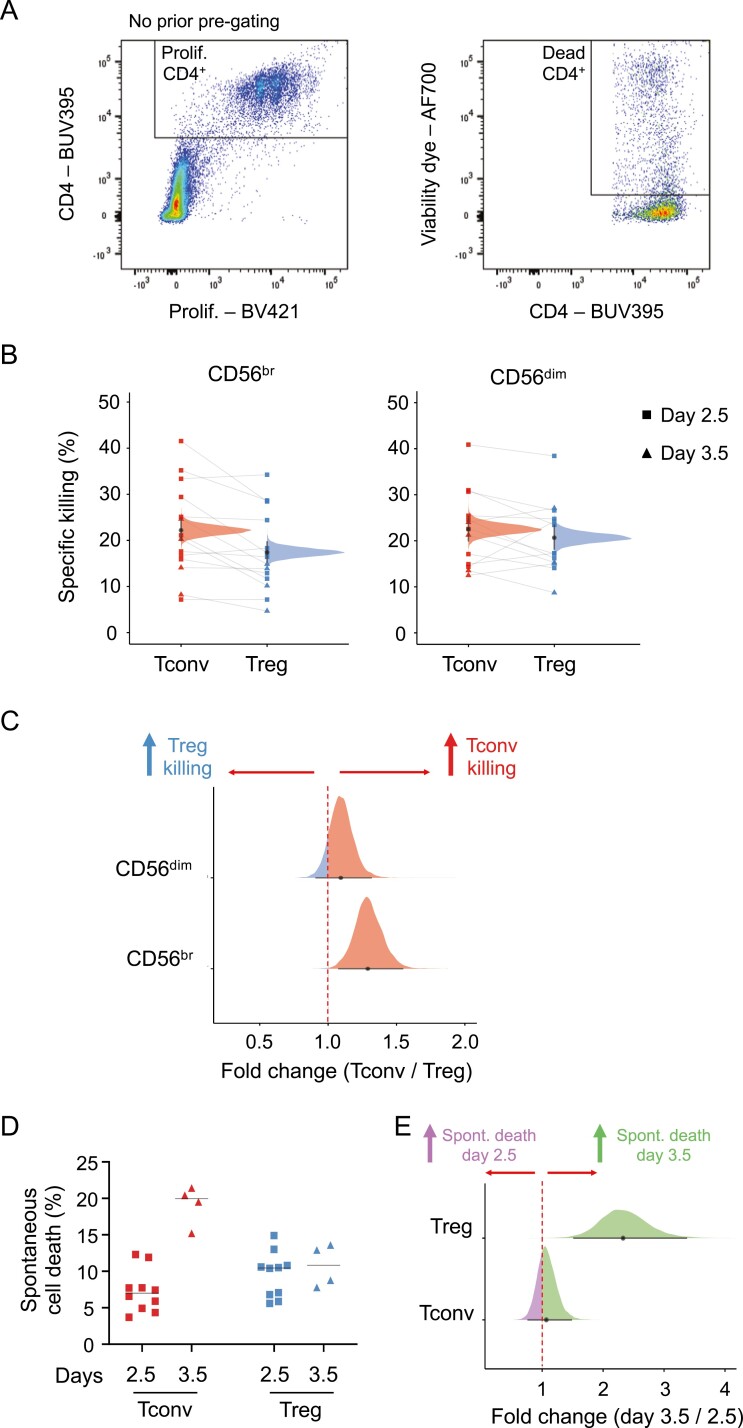 CD56<sup>bright</sup> natural killer cells preferentially kill proliferating CD4<sup>+</sup> T cells.