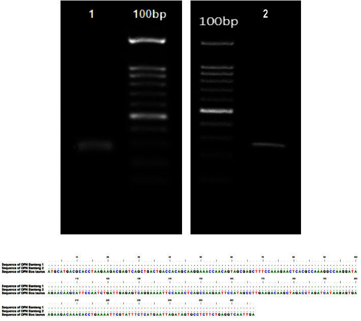 Correlation between Post-Thaw Spermatozoa Quality of the Endangered Javan Banteng with OPN Gene Expression.