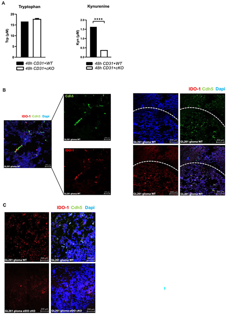 Endothelial Indoleamine-2,3-Dioxygenase-1 is not Critically Involved in Regulating Antitumor Immunity in the Central Nervous System.