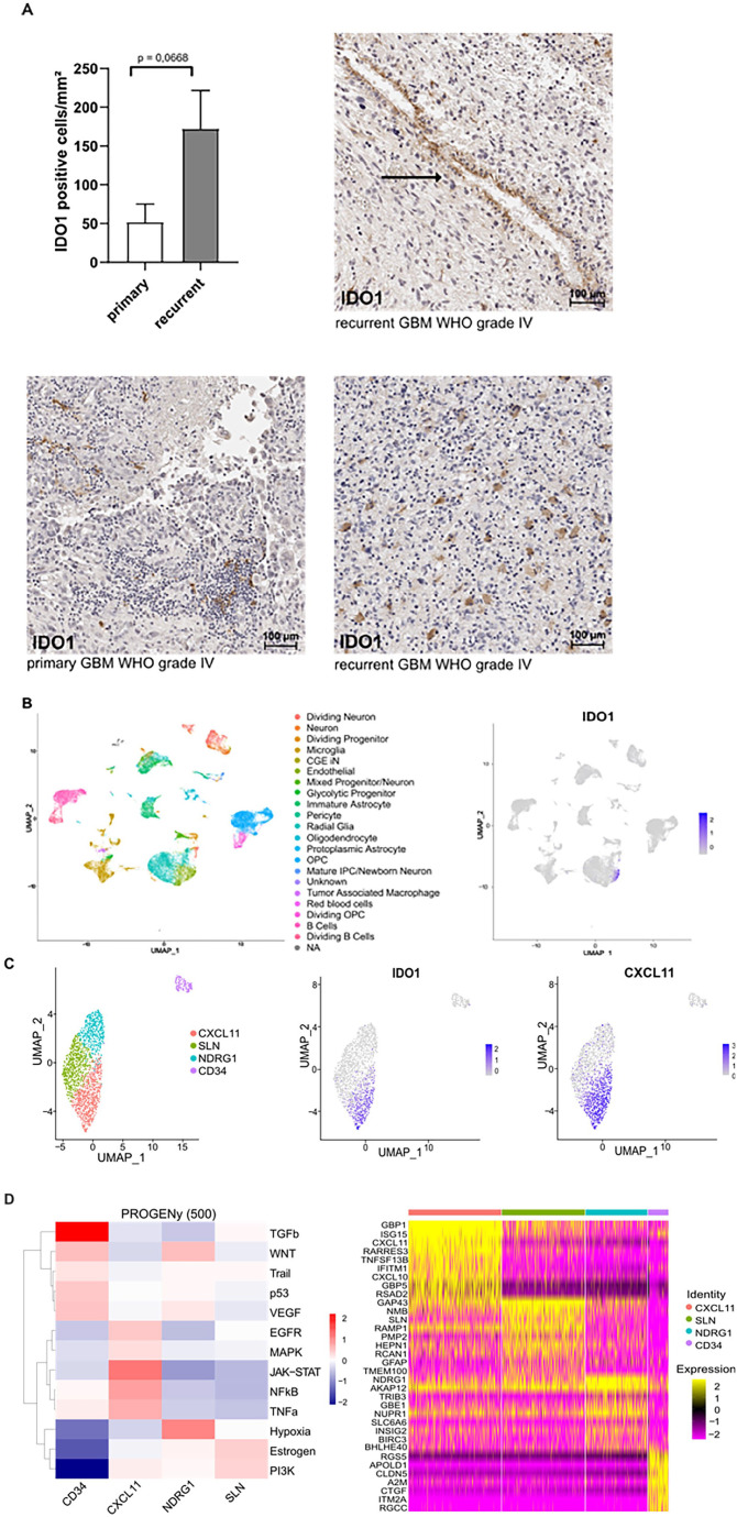 Endothelial Indoleamine-2,3-Dioxygenase-1 is not Critically Involved in Regulating Antitumor Immunity in the Central Nervous System.