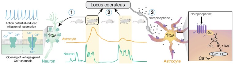 Locomotion Induces Fundamentally Different Patterns of Ca<sup>2+</sup> Signaling in Astrocytes and Neurons.