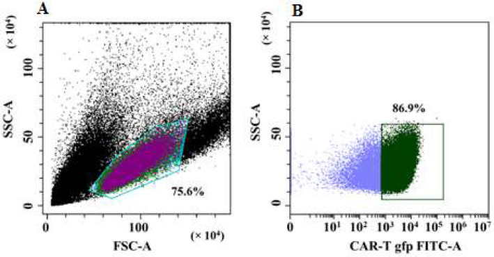 Сytotoxic effect of CAR-T cells against modified MCF-7 breast cancer cell line.