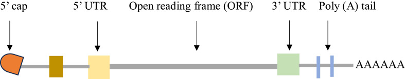 Recent Advances in Messenger Ribonucleic Acid (mRNA) Vaccines and Their Delivery Systems: A Review.