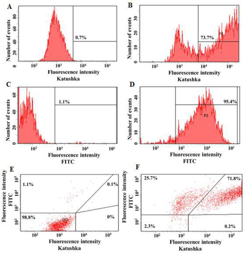 Сytotoxic effect of CAR-T cells against modified MCF-7 breast cancer cell line.